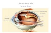 Anatomía de la esclera. Anatomía de esclera La Esclera es la más superficial de las túnicas oculares. Es el segmento de una esfera cerrada por delante.