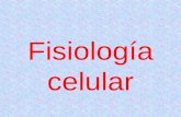 Fisiología celular. Metabolismo Concepto: suma de todas las reacciones y transformaciones bioquímicas que ocurren dentro de la célula. Cada célula desarrolla.