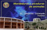 Mordeduras y picaduras de animales Dr. Eduardo Coronado Torres.