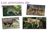 Los animales de América ocelote guanaco tapir amazónico jaguar.