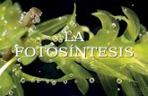 LA FOTOSÍNTESIS. La fotosíntesis es mucho más que esa reacción Clorofila.