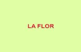 LA FLOR: es un conjunto de hojas modificada que cumplen con una función propia: la reproducción Verticilos florales Un verticilo floral" es un conjunto.