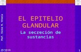29/01/2014 19:00 1 EL EPITELIO GLANDULAR La secreción de sustancias.