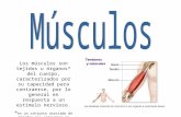 Los músculos son tejidos u órganos* del cuerpo, caracterizados por su capacidad para contraerse, por lo general en respuesta a un estímulo nervioso. *