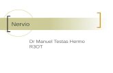 Nervio Dr Manuel Testas Hermo R3OT. Descripción general 4 regiones definidas Cuerpo celular Dentritas Axon Botón presinaptico.