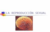 LA REPRODUCCIÓN SEXUAL. GAMETOS En los animales, se efectúa la reproducción sexual cuando un espermatozoide haploide fecunda a un óvulo haploide para.