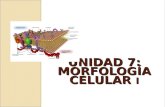 UNIDAD 7: MORFOLOGÍA CELULAR I. Indice Introducción Biomembranas Membrana plasmática Matriz extracelular Citoplasma Inclusiones citoplasmática Ribosomas.