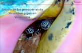 Conocido en Venezuela como botuto o guarura, es un gasterópodo de la familia Strombidae. fácilmente reconocible por su caparazón rosado grande, que alcanza.