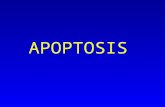 APOPTOSIS. Mientras los filósofos buscan el significado de la vida, los biólogos están más interesados en el significado de la muerte Valerie Fadok Apoptosis.