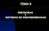 TEMA 9 RIBOSOMAS Y SISTEMAS DE ENDOMEMBRANAS. RIBOSOMAS Es el orgánulo más abundante Da aspecto granuloso al citoplasma Formado por dos subunidades: Grande.