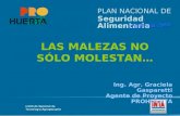 PLAN NACIONAL DE Seguridad Alimentaria LAS MALEZAS NO SÓLO MOLESTAN… Ing. Agr. Graciela Gasparetti Agente de Proyecto PROHUERTA.