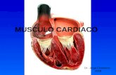 MUSCULO CARDIACO Dr. Jorge Chamorro. 2009. Órgano principal del aparato circulatorio. Músculo estriado hueco que actúa como bomba. CORAZON.