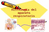 Histología del aparato respiratorio. Generalidades Composición: 2 pulmones y serie de vías aéreas que comunican con el exterior. Funciones. Conducción.