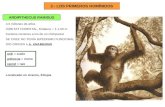 2.- LOS PRIMEROS HOMÍNIDOS ARDIPITHECUS RAMIDUS 4,5 millones de años HÁBITAT FORESTAL, Estatura = 1-1,50 m Caninos menores a los de un chimpancé SE CREE.