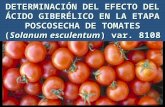 DETERMINACIÓN DEL EFECTO DEL ÁCIDO GIBERÉLICO EN LA ETAPA POSCOSECHA DE TOMATES (Solanum esculentum) var. 8108.
