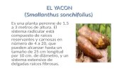 EL YACON (Smallanthus sonchifolius) Es una planta perenne de 1.5 a 3 metros de altura. El sistema radicular está compuesto de raíces reservantes y carnosas.