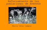 Reforzamiento de las poblaciones de Artemisia granatensis María Vela Campoy.