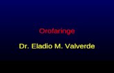 Orofaringe Dr. Eladio M. Valverde. faringe Tubo Musculo-membanoso Mucosa Base del cráneo Sexta vértebra cervical Paso de aire hacia tráquea Alimentos.