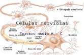 Células nerviosas Tercero medio H – C. En el tintero … –Cisura longitudinal o interhemisférica Origina los hemisferios cerebrales –Cisura de Rolando o.