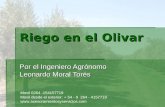 Riego en el Olivar Por el Ingeniero Agrónomo Leonardo Moral Torés Movil 0264 -154157719 Movil desde el exterior: + 54 - 9 264 - 4157719 .