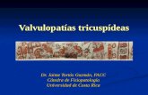 Valvulopatías tricuspídeas Dr. Jaime Tortós Guzmán, FACC Cátedra de Fisiopatología Universidad de Costa Rica.