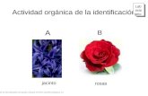 Actividad orgánica de la identificación jacinto rosas Lab orat orio Este kit del laboratorio se puede comprar de Flinn científico (Batavia, IL)