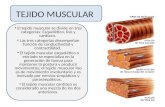 TEJIDO MUSCULAR El tejido muscular se divide en tres categorías: Esquelético, liso y cardíaco. Las tres categorías desempeñan función de conductividad.