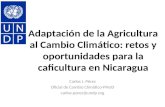 Adaptación de la Agricultura al Cambio Climático: retos y oportunidades para la caficultura en Nicaragua Carlos J. Pérez Oficial de Cambio Climático-PNUD.