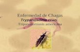 Enfermedad de Chagas Trypanosoma cruzi. Tripanosomiasis americana.