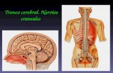 Tronco cerebral. Nervios craneales. El cerebro está conectado con el exterior y con el interior del propio cuerpo mediante los nv raquídeos y los nv craneales.