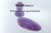HIDATIDOSIS Echinococcus granulosus. HIDATIDOSIS Adulto: Cestodo pequeño.(1 cm) Hábitat: Intestino delgado del perro Escolex con 4 ventosas, rostelo con.