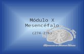 Módulo X Mesencéfalo (274-276). Departamento de Anatomía Humana, U. A. N. L. Objetivos Describir la anatomía del mesencéfalo: cara anterior, laterales.