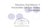 Núcleos Somáticos Y Viscerales De Los Pares Craneales.
