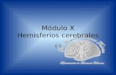 Módulo X Hemisferios cerebrales (-). Departamento de Anatomía Humana, U. A. N. L. Sustancia blanca Esta constituida por axones mielinizados. La constituyen.