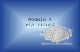 Módulo X Vía visual (-). Departamento de Anatomía Humana, U. A. N. L. Vía visual Se compone de 3 neuronas: 1era: –Son las células bipolares de la retina.