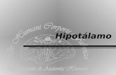 Hipotálamo. Departamento de Anatomía Humana, U. A. N. L. Hipotálamo Forma parte del diencéfalo. Se localiza por debajo del surco hipotalámico. El surco.