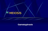MEIOSIS Gametogénesis. Meiosis Proceso de división celular en la cual una célula diploide (2n), experimenta dos divisiones sucesivas con capacidad de.