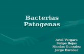 Bacterias Patogenas Ariel Vergara Felipe Rojas Nicolas Gonzalez Jorge Escobar.