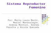 Sistema Reproductor Femenino Por: Maria Laura Marín, Mariel Montealegre, Andrea Montiel, Brenda Peralta y Nicole Quesada.
