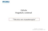 Célula Vegetal y animal Professor: Verónica Pantoja. Lic. MSP. Técnico en masoterapia IPCHILE - Kinesiologia DOCENTE:Veronica Pantoja S. 2013.