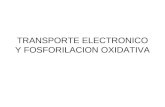 TRANSPORTE ELECTRONICO Y FOSFORILACION OXIDATIVA.