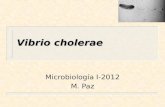Vibrio cholerae Microbiología I-2012 M. Paz. Cólera n Enfermedad diarreica aguda Período de incubación 6 hrs a 3 días Fuentes de infección: heces, vómitos,