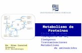 Metabolismo de Proteínas Dr. Gino Corsini Bioquímico Ph.D. Microbiología Ciclo de la Urea Transporte de NH 4 + Zimógenos Transaminaciones Metabolismo de.