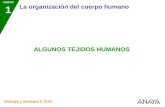 UNIDAD 1 La organización del cuerpo humano Biología y Geología 3.º ESO ALGUNOS TEJIDOS HUMANOS.