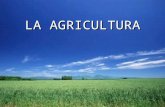 LA AGRICULTURA. INDICE CULTIVOS ROTATIVOS El RIEGO GRANDES Y PEQUEÑAS EXTENSIONES APEROS Y MAQUINARIAS FERTILIZANTE CLIMATOLOGÍA ECONOMÍA CONCLUSIÓN.