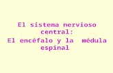 El sistema nervioso central: El encéfalo y la médula espinal.