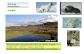 Biomas terrestres Tundra Temperaturas muy bajas todo el año, con nieve y heladas. Vegetación: Líquenes, musgos y gramíneas. Fauna: Reno, zorro ártico,