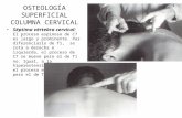 OSTEOLOGÍA SUPERFICIAL COLUMNA CERVICAL Séptima vértebra cervical: El proceso espinoso de C7 es largo y prominente. Par diferenciarlo de T1, se rota a.