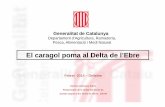 SESSIONS FORMATIVES IRTA DE LES MILLORS PRÀCTIQUES DE CULTIU DE L’ARRÒS. PROGRAMA ORÍGENS DE KELLOGG’S. Sessió 6. Caragol poma