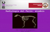 Radiología del Perro: miembro torácico Haz click en el esqueleto para acceder.